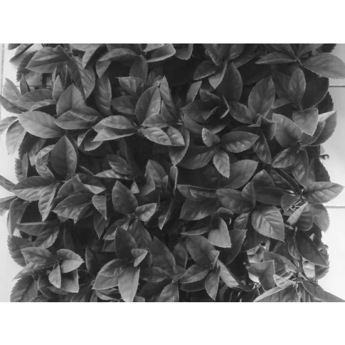 Plaques clipsables 1m2 - feuillage red robin - JET7GARDEN - J7GREDROB pas cher