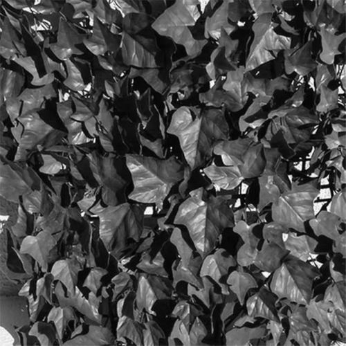 Plaques clipsables 1m2 - feuillage lierre - JET7GARDEN - J7GLIERRE pas cher