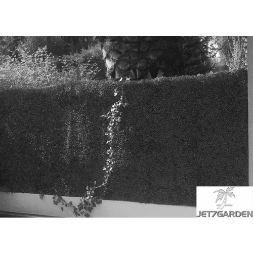 Plaques carr&eacute; clipsables feuillage buis 1m2 - JET7GARDEN - J7GBUIS pas cher Secondaire 1 L