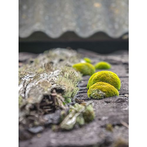 Bidon de 1l fongicide 3100 - DALEP - 122001 pas cher Secondaire 1 L