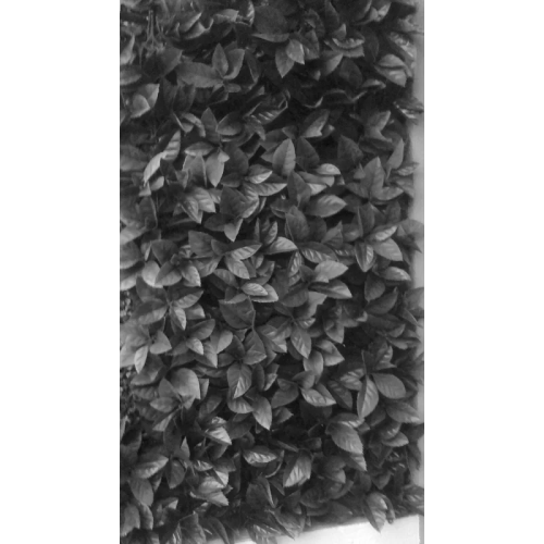 Plaques clipsables 1m2 - feuillage red robin - JET7GARDEN - J7GREDROB pas cher Secondaire 1 L