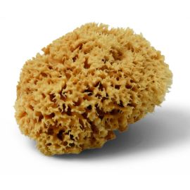 Eponge naturelle 12 / 14 cm Schuller - 40830 photo du produit Principale M