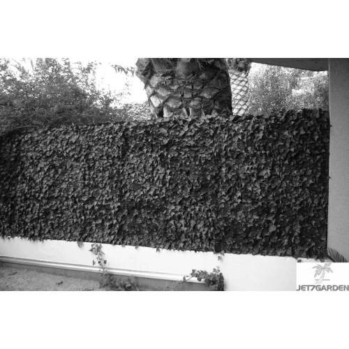 Plaques clipsables 1m2 - feuillage lierre - JET7GARDEN - J7GLIERRE pas cher Secondaire 1 L