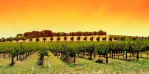 Italian vineyard and winery