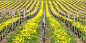 Organic Vineyards with Dandelion Cover Crop