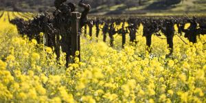 Dormant old vines with mustard cover crop