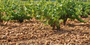 Dry Farmed vines at Chateau de Beaucastel in Chateauneuf-du-Pape