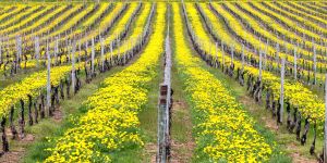 A Useful Guide to Organic & Natural Wine Clubs