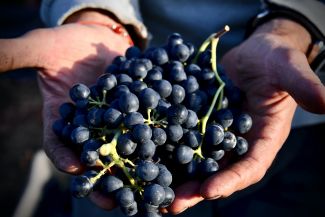 Hand-Harvested Whole Cluster Bunch of Grapes