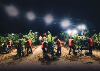 Night hand-harvesting at Sojourn