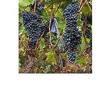 Rich Reds Wine Club
