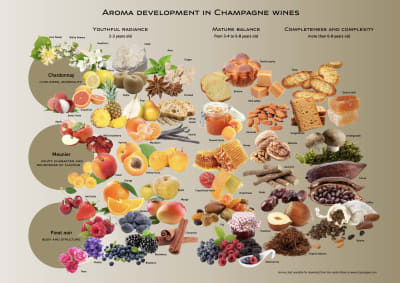 Champagne Aroma Guide from Comité de Champagne