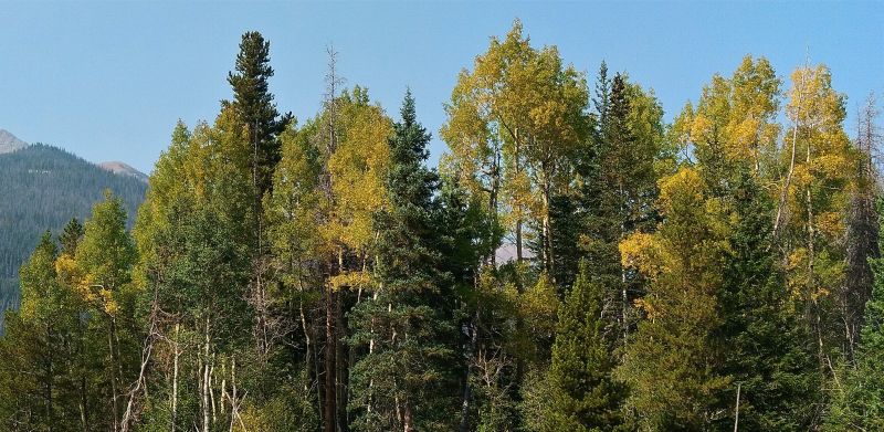 The aspen leaves are beginning to change at the Timber Lake Trailhead along Trail Ridge Road.