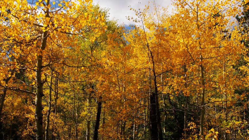 There are some golden aspen groves hanging out on the Gem Lake Trail.