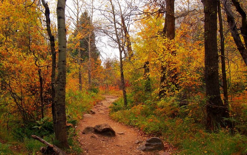 The Fern Lake trail in Rocky Mountain National Park has a great variety of color this fall.