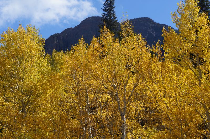 The aspen leaves at Twin Sisters were bursting with autumn color on September 26.