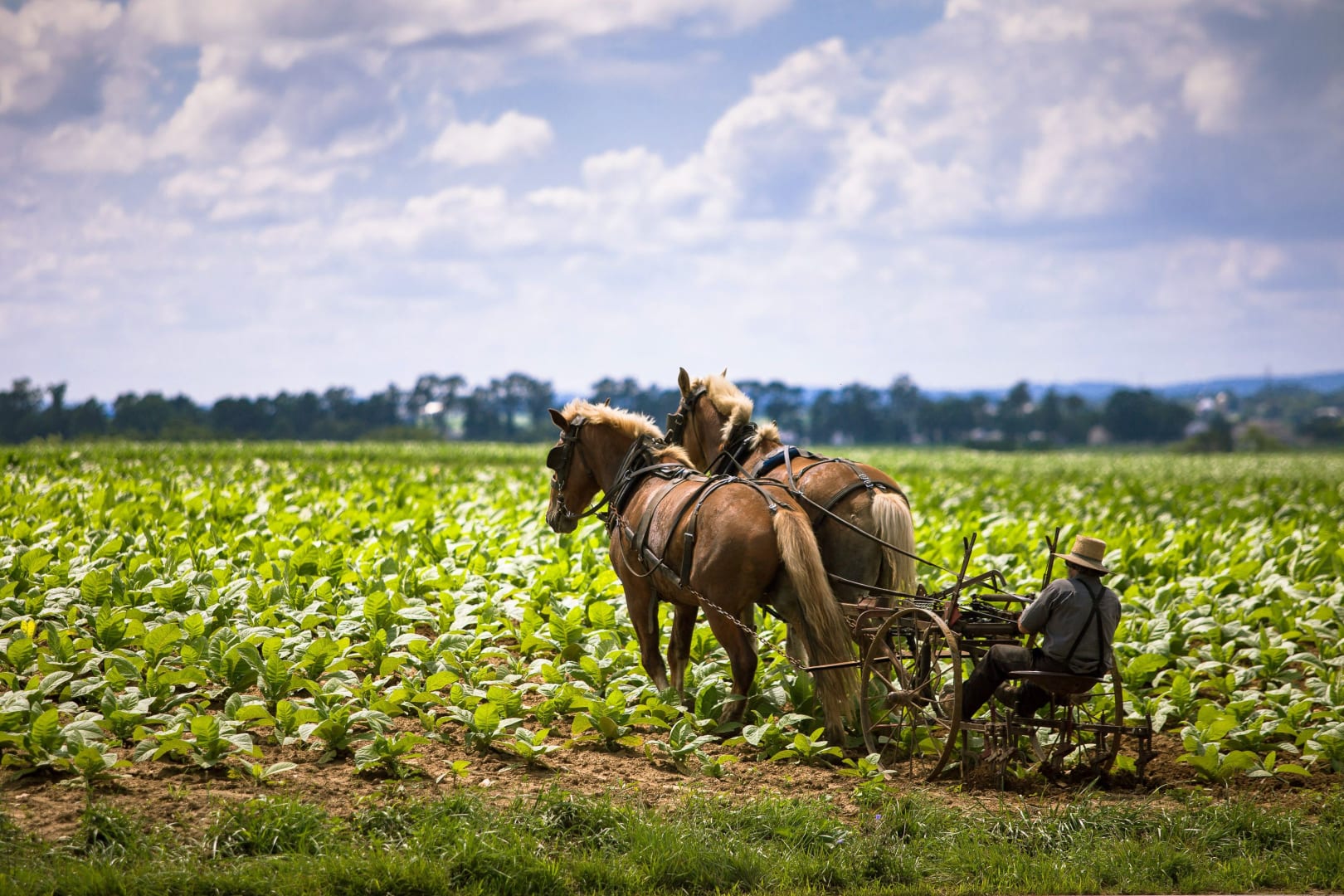 Amish farmer scores major victory in battle against federal agriculture apparatus