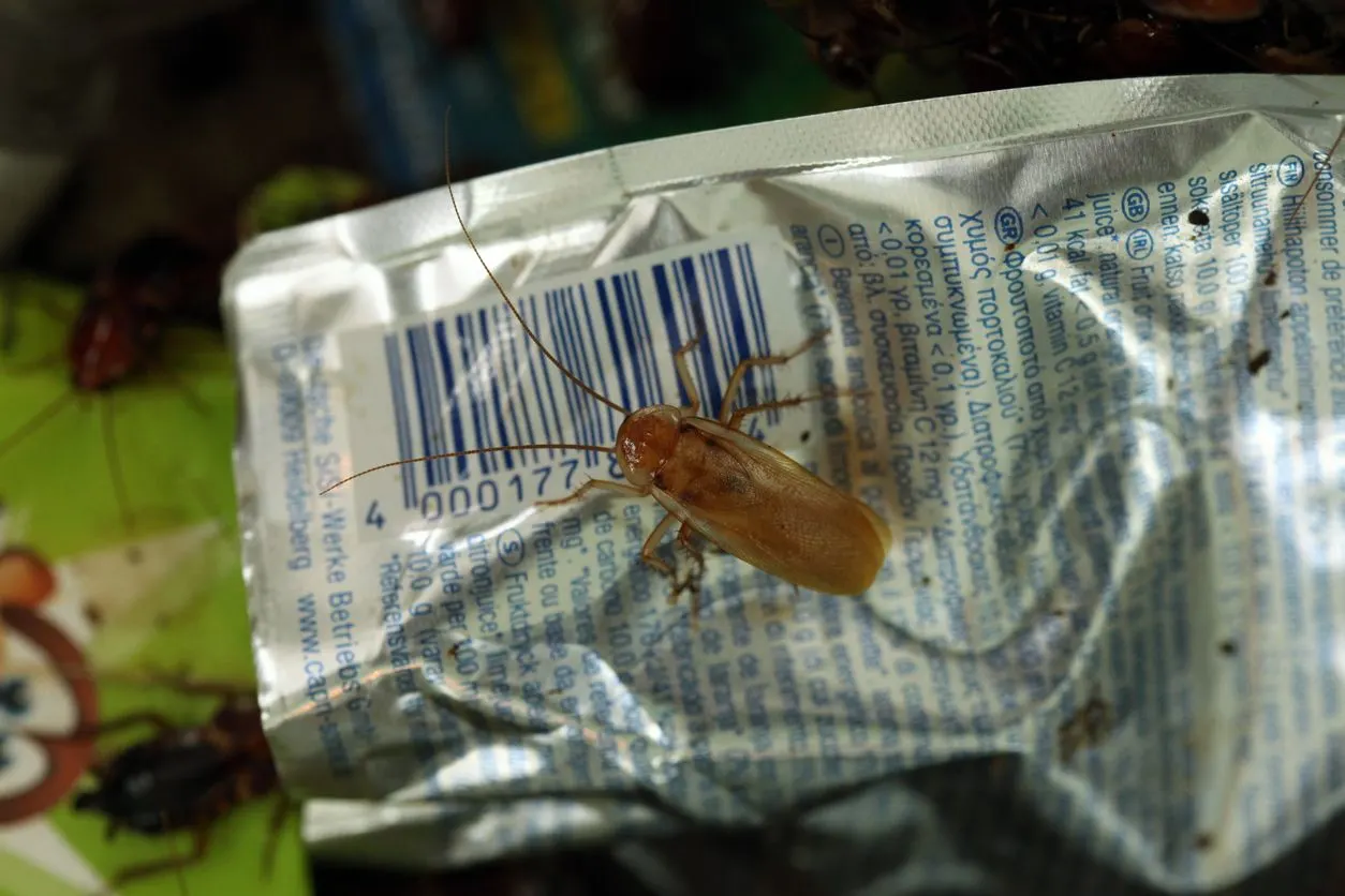 New apps scan food barcodes and ingredients for hidden insects