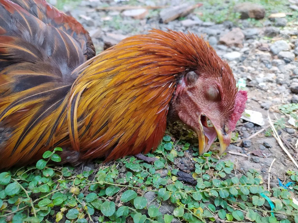 Why claim birds crossed Atlantic the wrong way, when nearby labs played with bird flu for years?