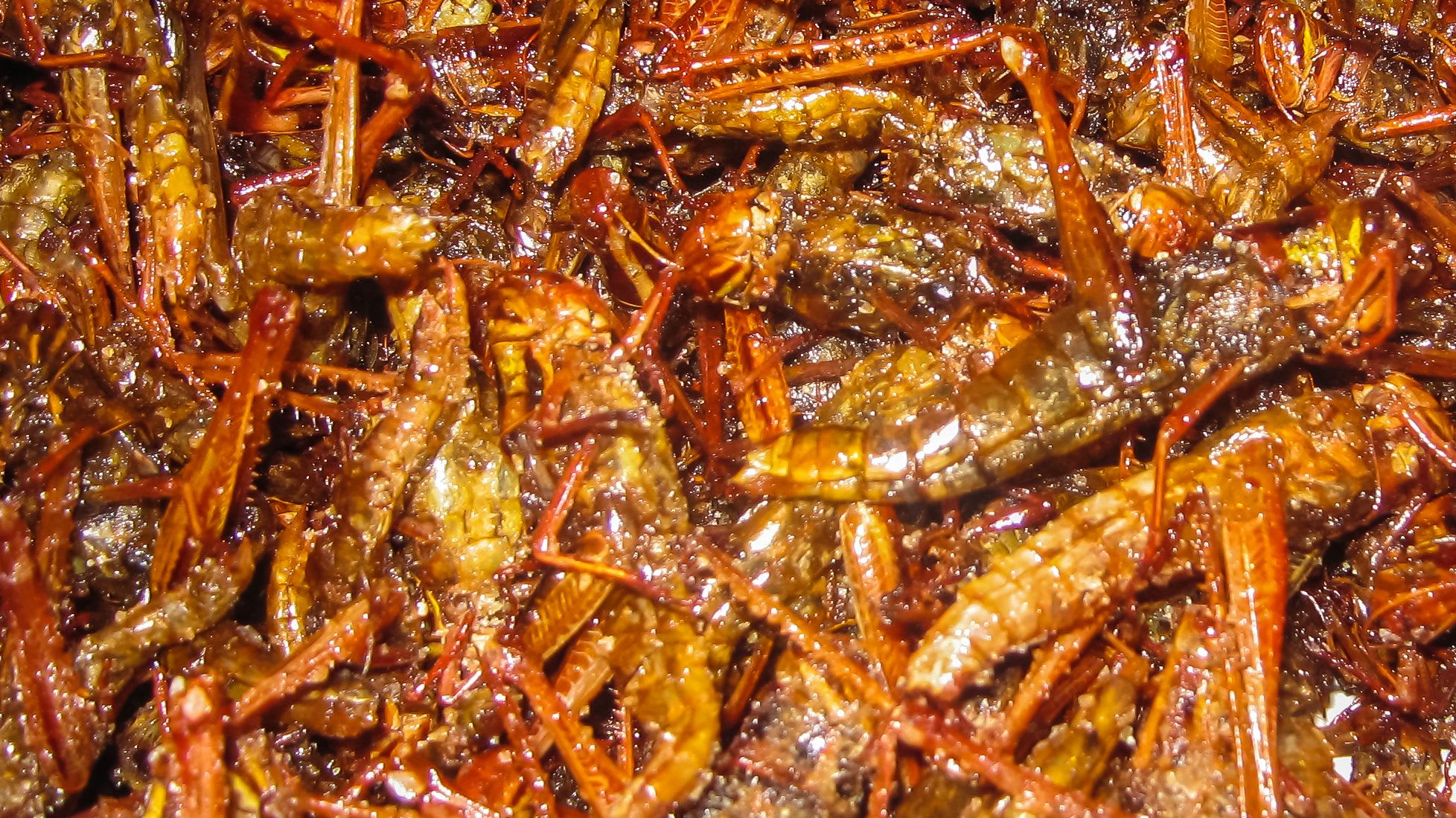 Shredded Insect Frontline News | Frontline News