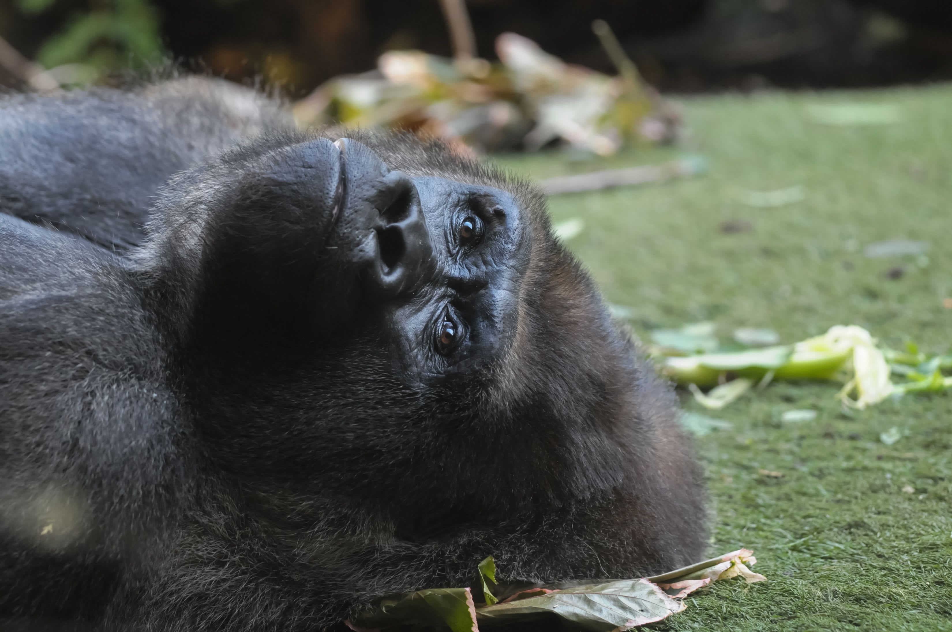 ¿Las vacunas están causando muertes súbitas en animales de zoológico?