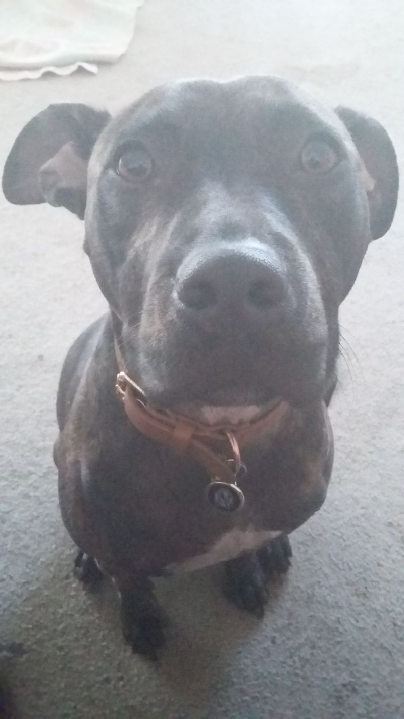 Collingwood Magpies Engravable Pet Tag Customer Photo