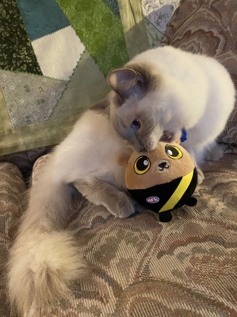 Richmond Tigers Squishii Plush Toy Customer Photo