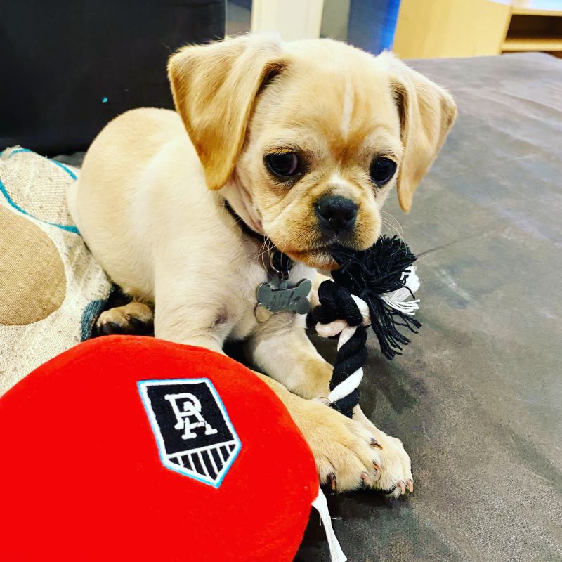 Port Adelaide Power Football Dog Toy Customer Photo