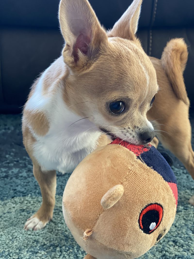 Melbourne Demons Squishii Plush Toy Customer Photo