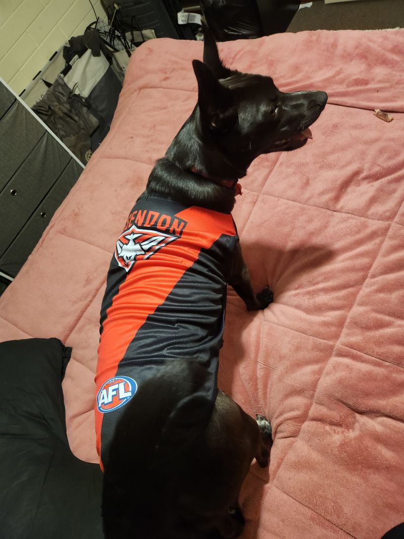 Essendon Bombers Dog Guernsey Size:L Customer Photo