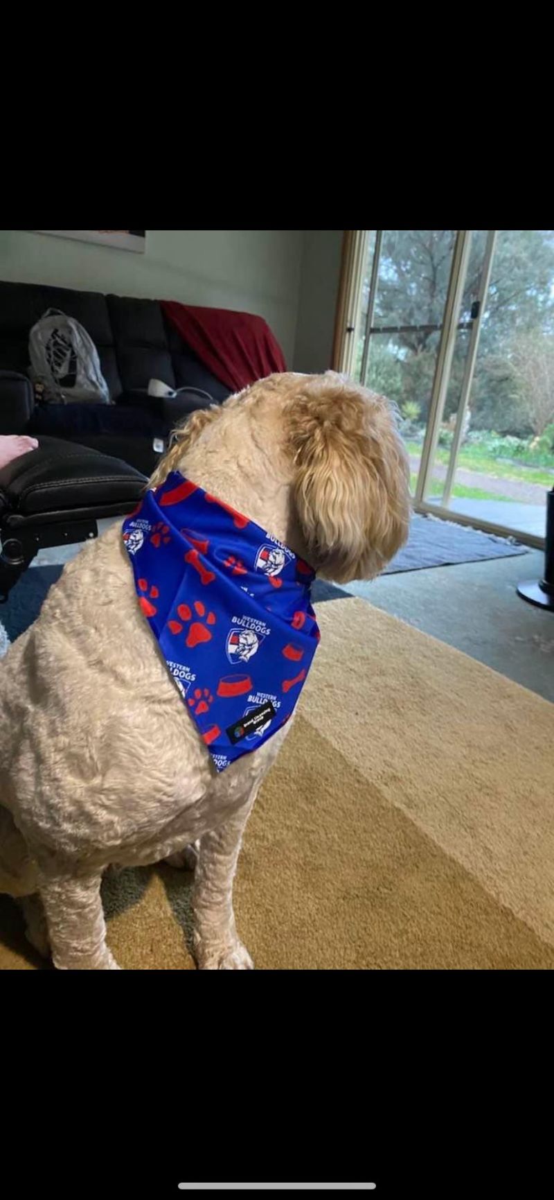 Western Bulldogs Dog Bandana Size:L Customer Photo