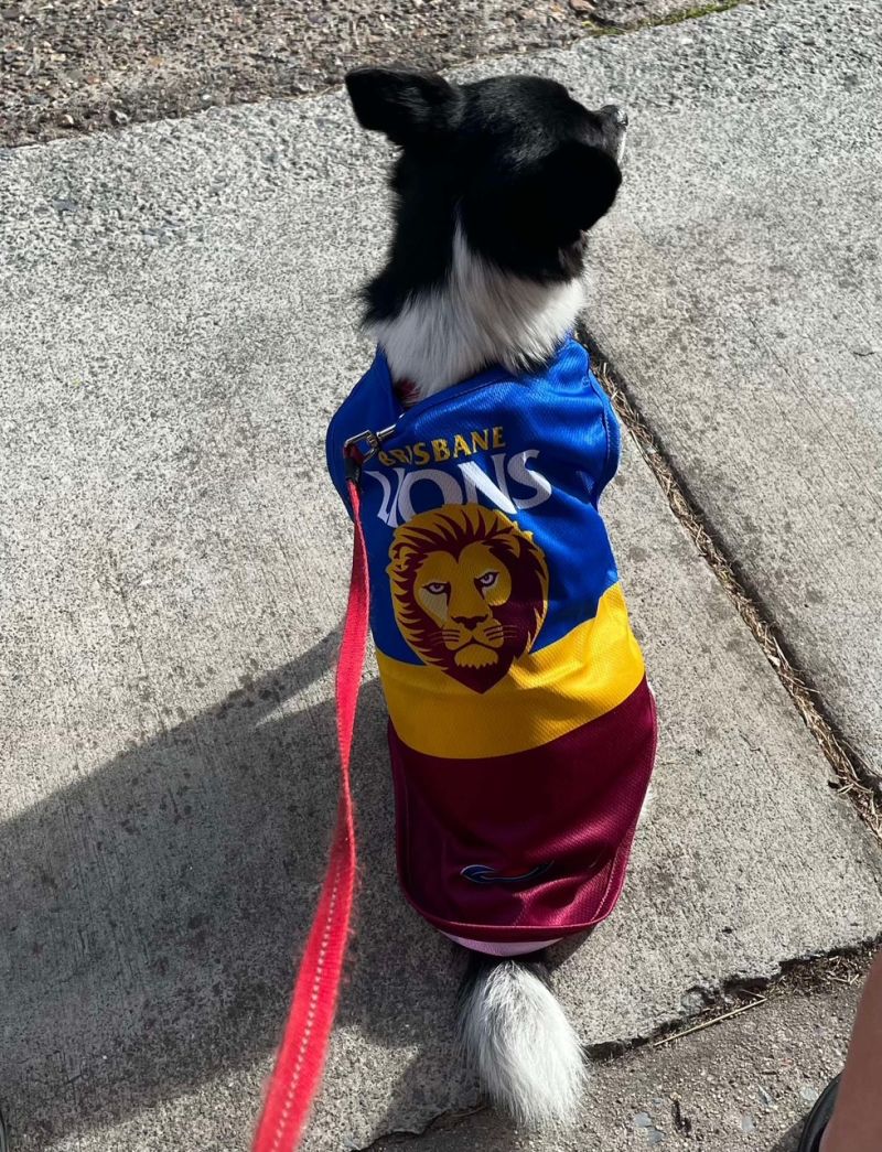 Brisbane Lions Dog Guernsey Size:S Customer Photo