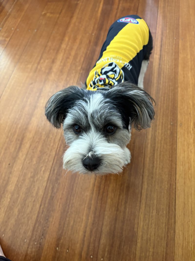 Richmond Tigers Dog Guernsey Size:S Customer Photo