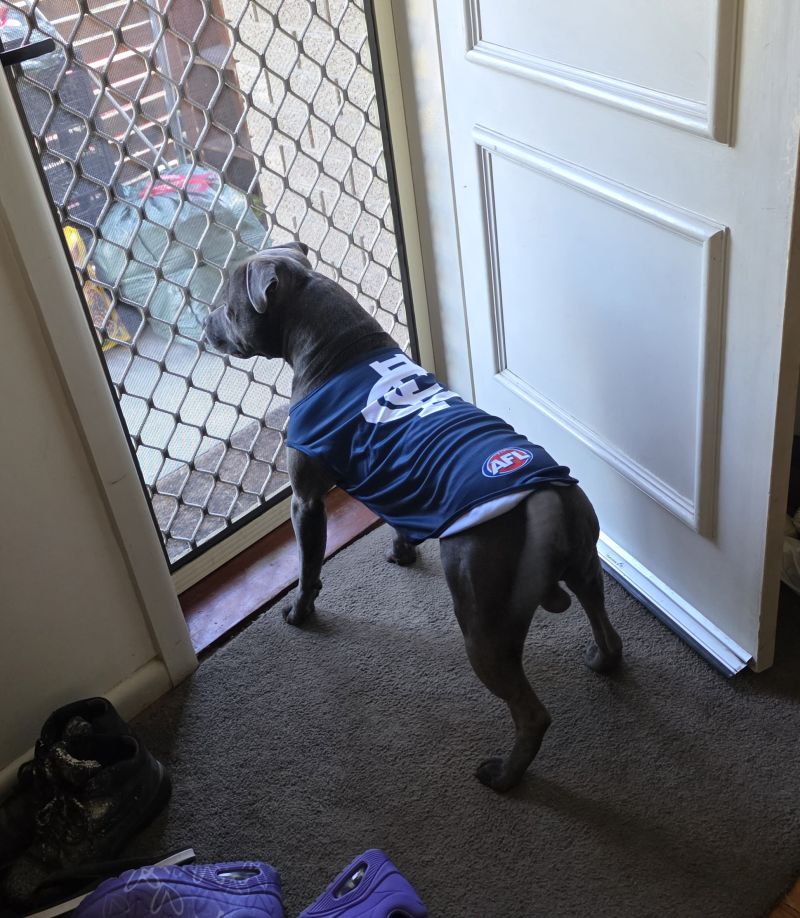 Carlton Blues Dog Guernsey Size:L Customer Photo