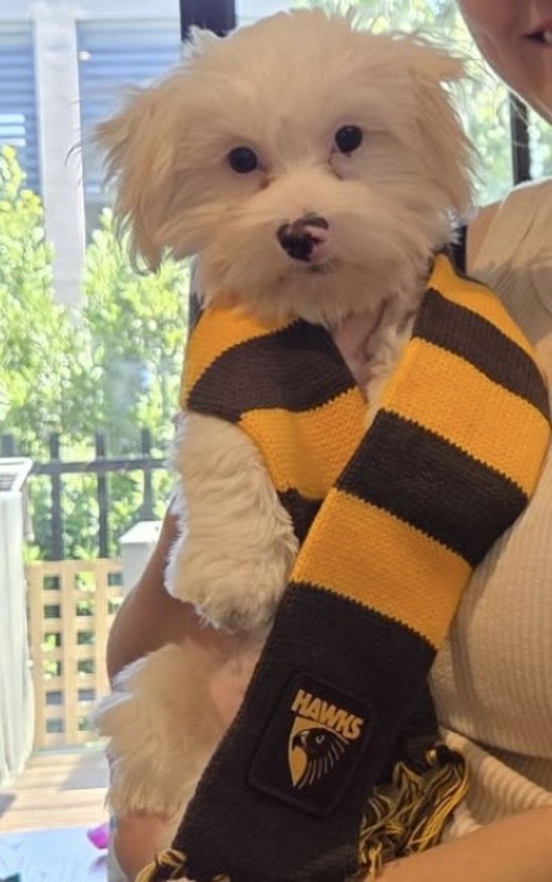 Hawthorn Hawks Baby Bar Scarf Customer Photo