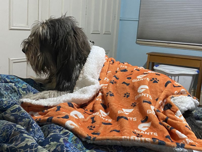 GWS Giants Dog Blanket Customer Photo