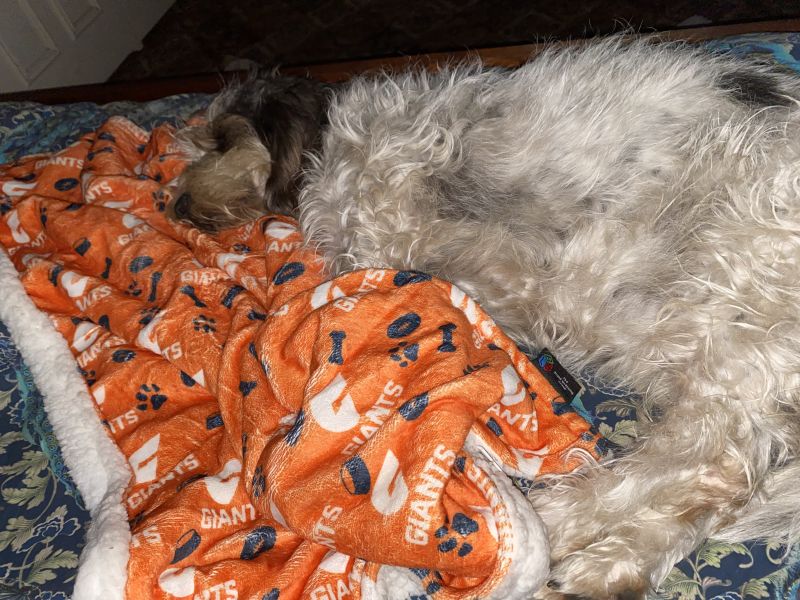 GWS Giants Dog Blanket Customer Photo
