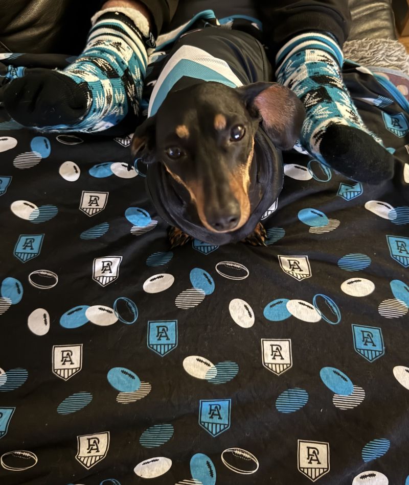 Port Adelaide Power Dog Guernsey Size:XS Customer Photo