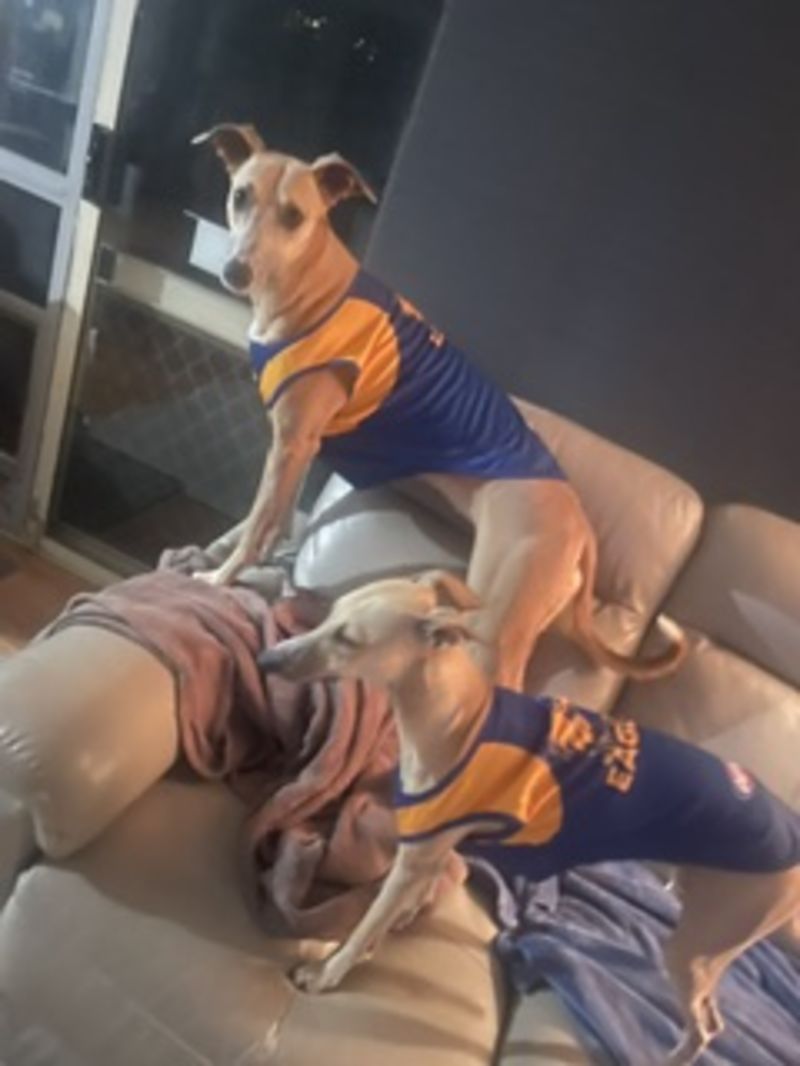 West Coast Eagles Dog Guernsey Size:L Customer Photo