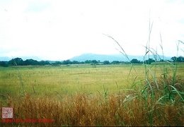 guinea grasslands