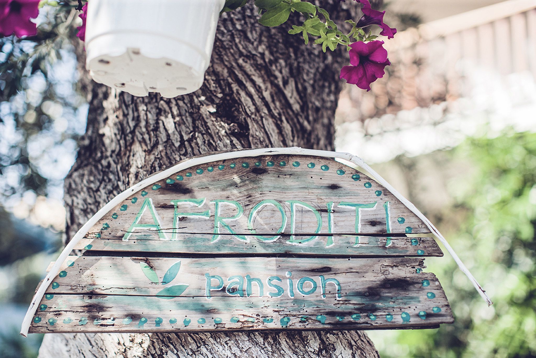 the foto of an olive tree with our sign on it, indicating the gallery category as the outside of our rooms, studios and apartment