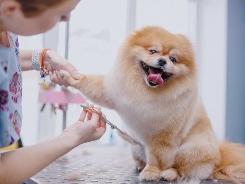 Hade Pets - Imagen 2