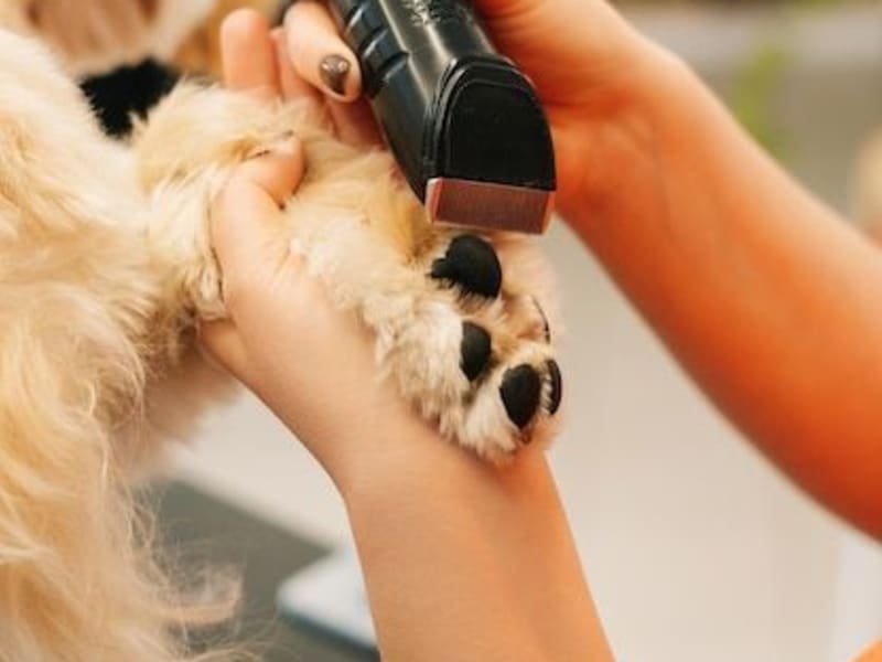 Hade Pets - Imagen 3