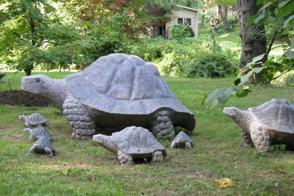 Turtle Family