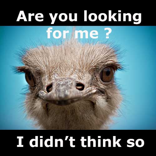 Lost Ostrich