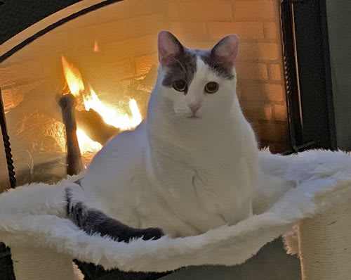 Zena