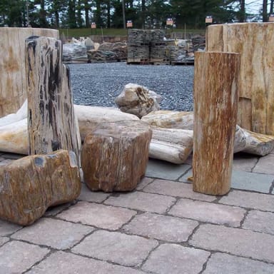 Petrified Wood