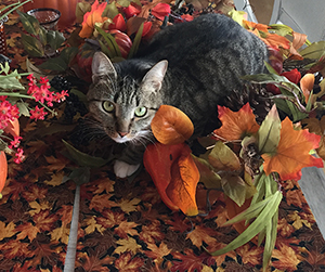 Scrappy our Thanksgiving Centerpiece