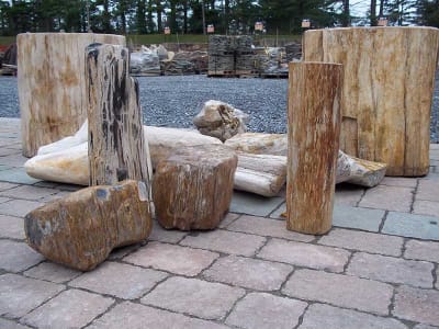 Petrified Wood