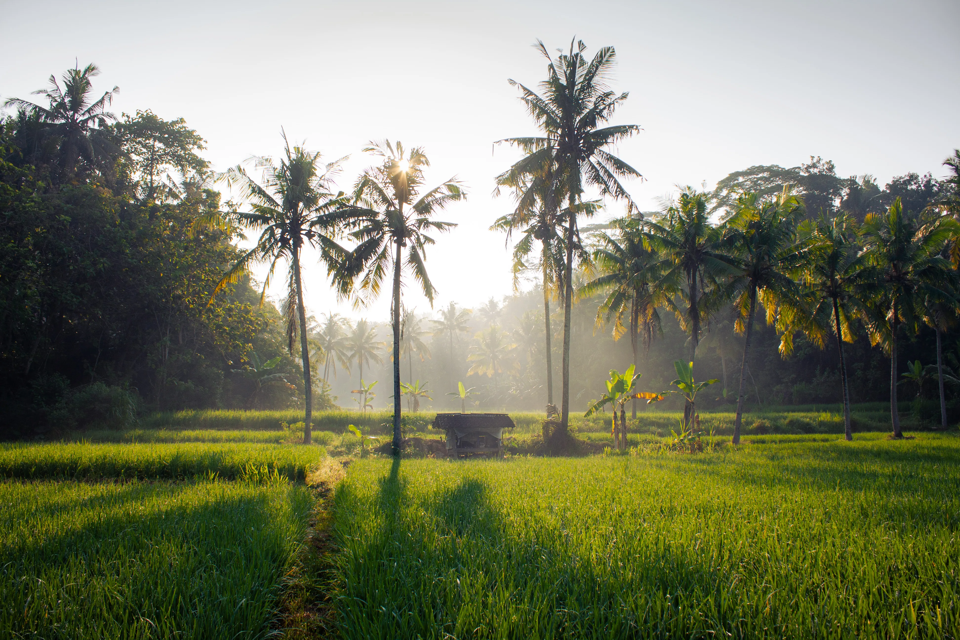 foto sawah
